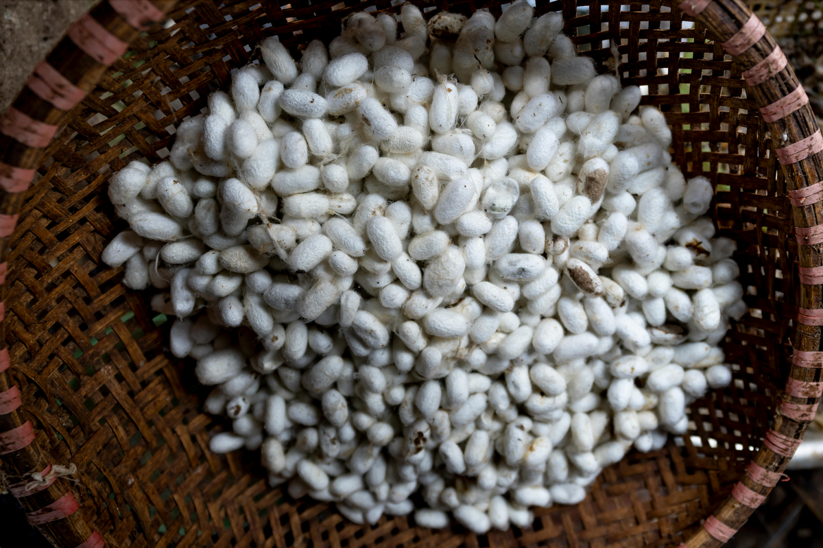 a brown basket full of white silk cocoons