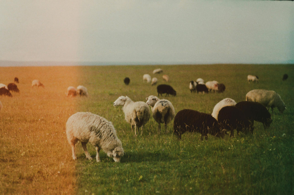 Understanding wool