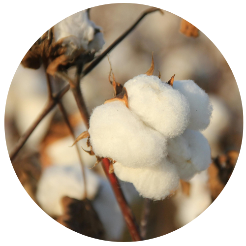 cotton